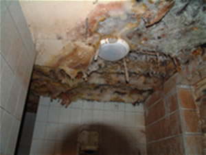 Dry Rot mycelium