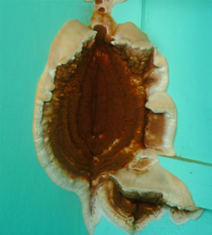 Sporophore or fruiting body of dry rot