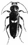 House longhorn beetle - hylotrupes bajulus